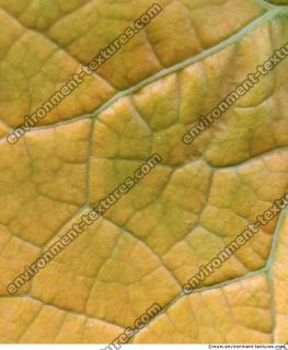 Leaves 0013